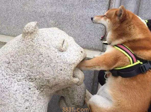 纯种柴犬多少钱 纯种柴犬多少钱一只啊(图1)
