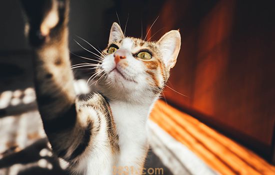为什么养猫要封窗户 别指望猫会知道跳楼危险(图2)