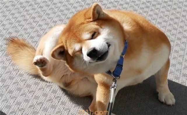 柴犬和秋田犬的价格 柴犬和秋田犬的价格多少(图1)