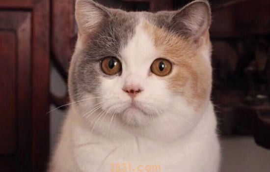 猫传腹怎么预防 应激反应是关键!(图1)