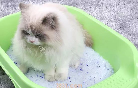 布偶猫抑郁了怎么办 爱它就多多陪陪它(图1)