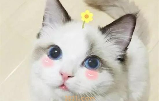布偶猫抑郁了怎么办 爱它就多多陪陪它(图2)