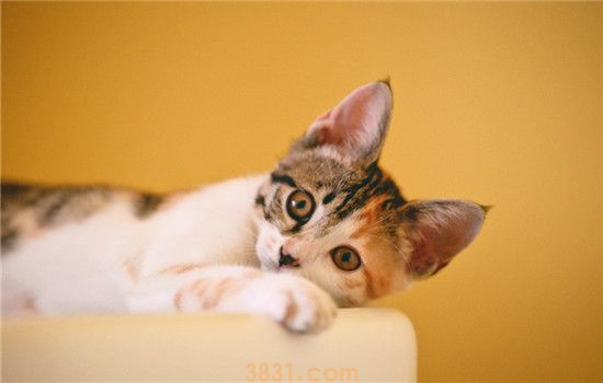 猫总是不眨眼睛 是猫咪的眼睛出问题了吗(图2)