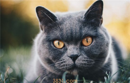 猫总是不眨眼睛 是猫咪的眼睛出问题了吗(图1)