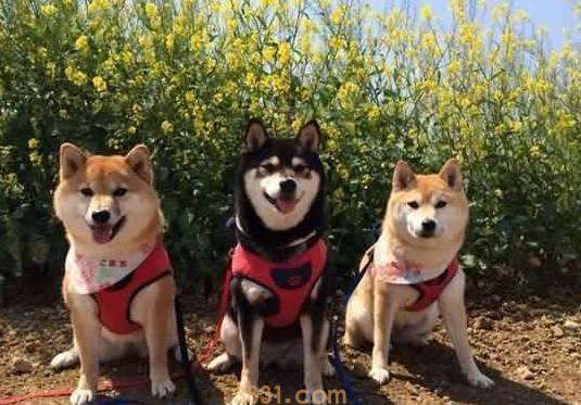 北京柴犬价格 北京柴犬价格多少钱一只(图1)