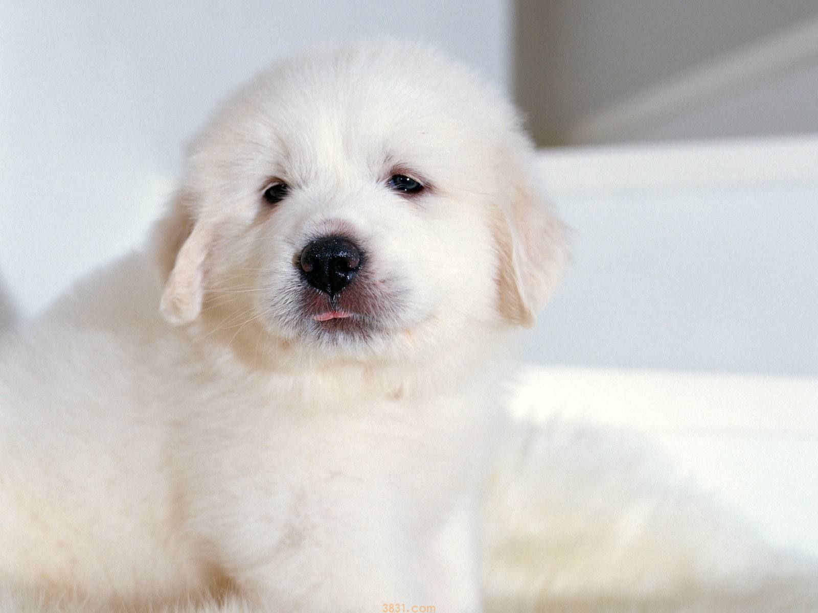大白熊幼犬价格 大白熊幼犬多少钱(图1)