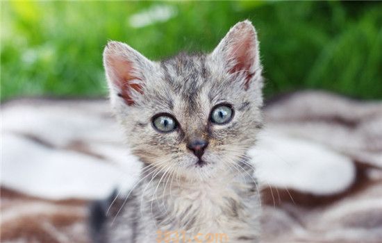 给猫吃鸡肝好吗 猫吃鸡肝有哪些坏处(图1)