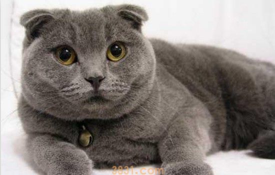 美短不吃猫粮怎么办 这种挑食的情况你想想是不是惯出来的(图1)