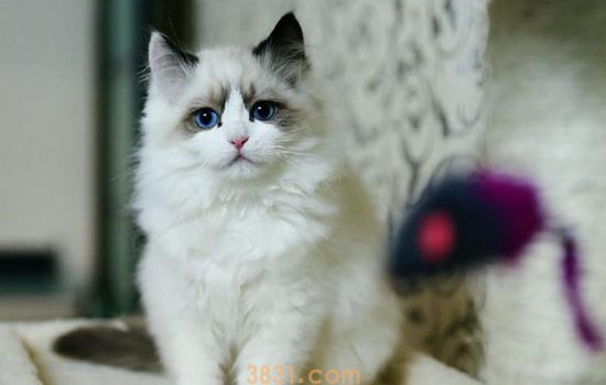 布偶猫得了猫藓怎么办 治疗后如何预防复发(图1)
