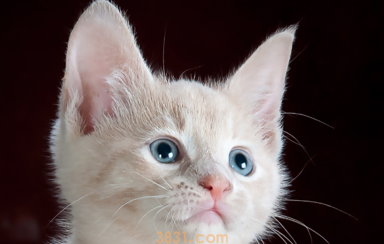 猫来月经吗怎么有血 猫发情的时间(图2)