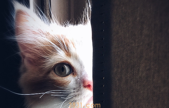 猫掉毛吗 猫咪毛发该怎么护理?(图1)