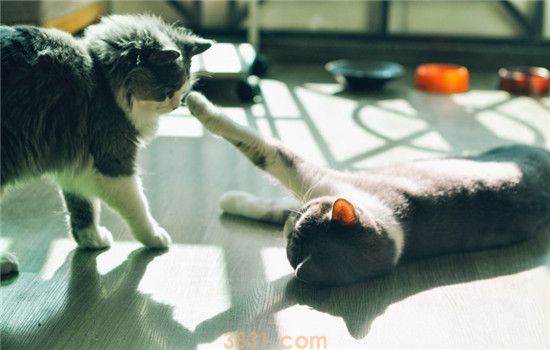 什么是猫瘟 猫瘟冬末春初尤其多发(图1)