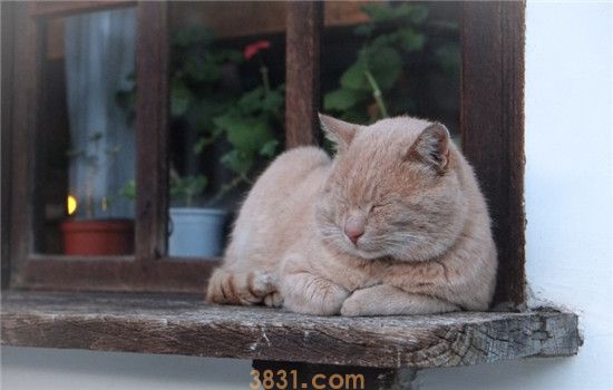 什么是猫瘟 猫瘟冬末春初尤其多发(图2)