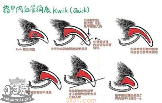 狗狗剪指甲出血怎么办 狗狗剪指甲怎么剪才不会被咬(图1)