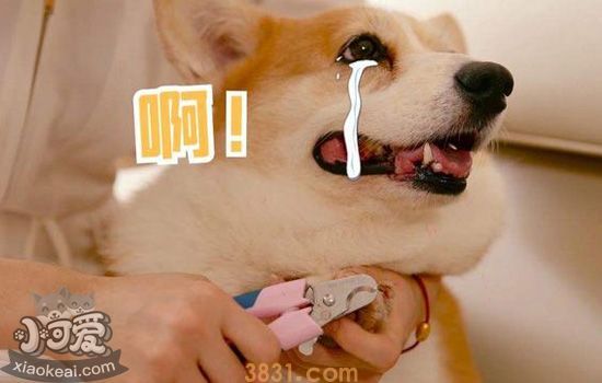 狗狗剪指甲出血怎么办 狗狗剪指甲怎么剪才不会被咬(图2)