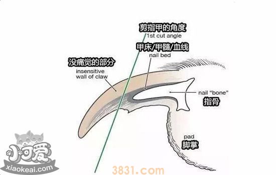 狗狗剪指甲出血怎么办 狗狗剪指甲怎么剪才不会被咬(图3)