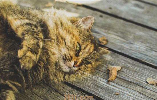 猫腹膜炎是什么 猫腹膜炎分为湿型和干型(图1)