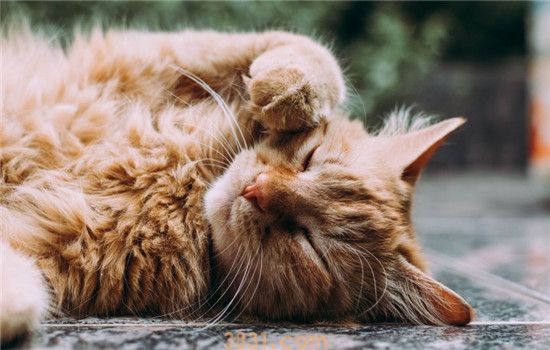 猫腹膜炎是什么 猫腹膜炎分为湿型和干型(图2)