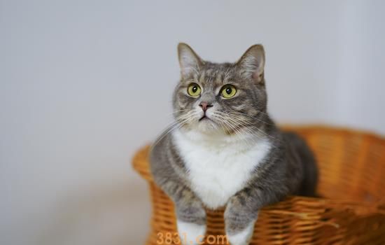 猫肚子两侧鼓是传腹吗 还可能是猫咪怀孕了哦(图1)