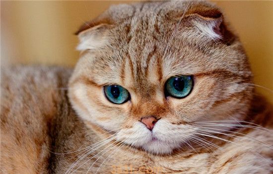 怎么帮助胖猫减肥 要让猫咪管住嘴迈开腿(图1)