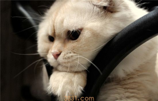 怎么帮助胖猫减肥 要让猫咪管住嘴迈开腿(图2)