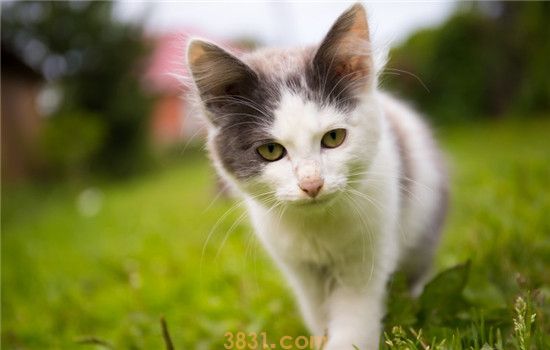可以给猫吃西瓜吗 给猫吃西瓜要注意什么(图1)