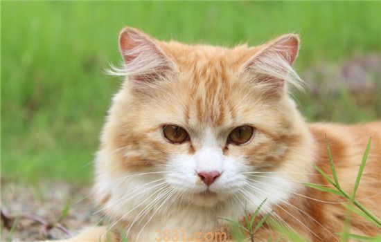 猫得肠胃炎的症状 肠胃炎和猫瘟有什么区别(图1)