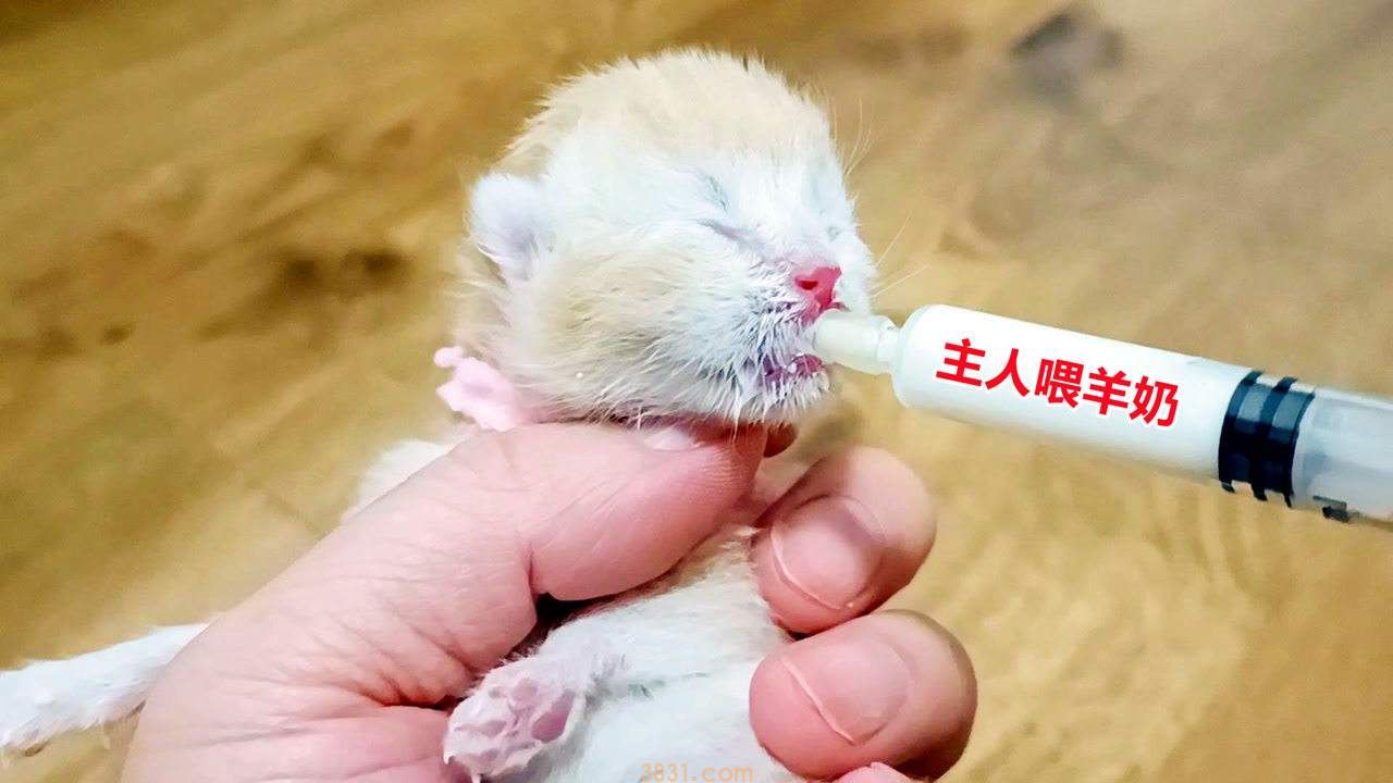 小猫呛奶症状 快来看看正确的喂奶姿势(图1)