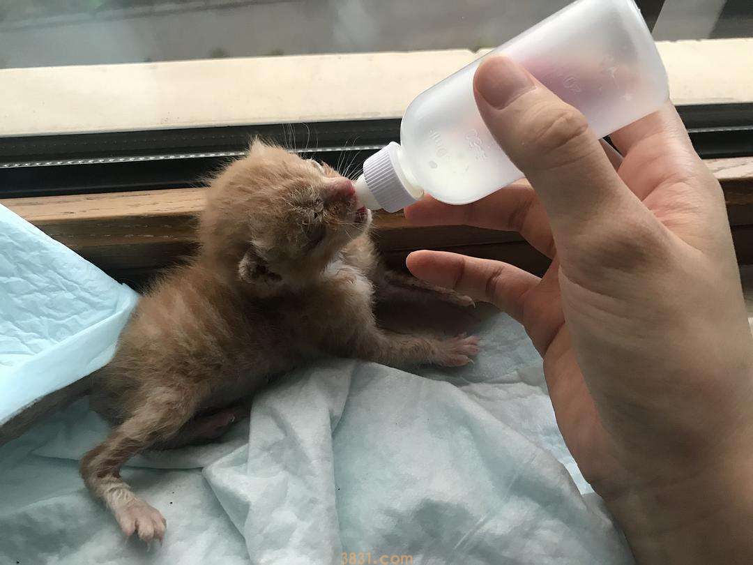 小猫呛奶症状 快来看看正确的喂奶姿势(图2)