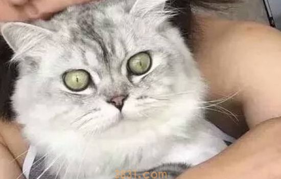 怎么训练小猫作揖 方法非常简单!(图1)
