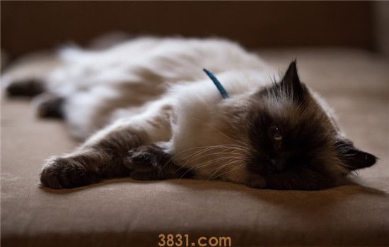 什么是猫咪假怀孕 猫咪真怀孕还是假怀孕要怎么判断(图1)