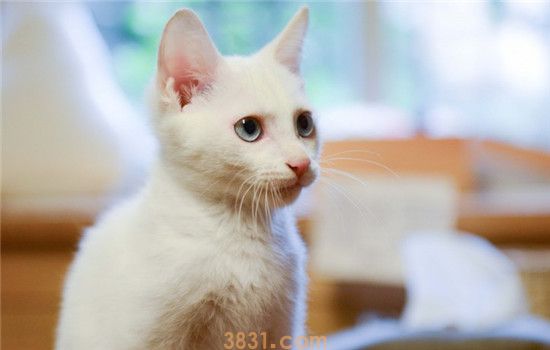 什么是猫咪假怀孕 猫咪真怀孕还是假怀孕要怎么判断(图2)