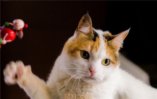 什么病人猫能共患 这三种疾病是最常见的(图2)