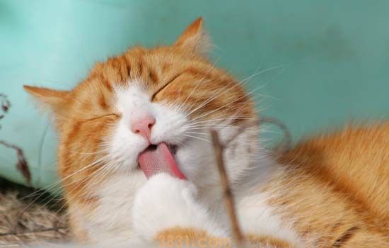 猫结膜炎怎么治疗 主人的护理不容忽视(图1)