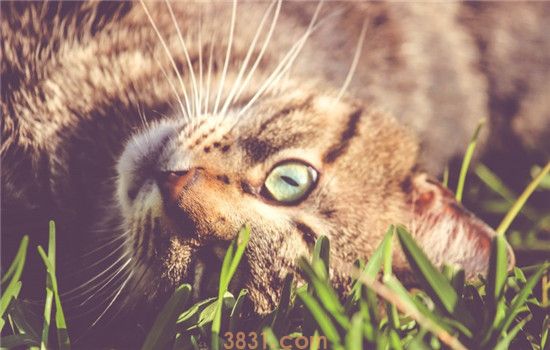 猫咪毛球症怎么治 以下四个方法可以帮到你(图1)