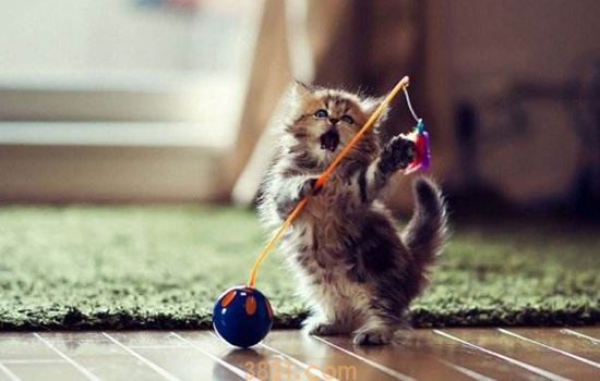 猫应激是什么意思 还会导致猝死?(图1)