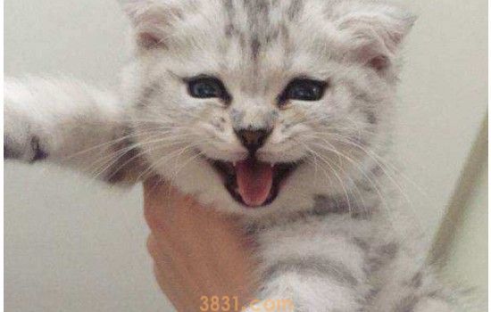怎么让猫咪毛发变好 我来告诉你提高猫咪毛发质量的办法!(图1)