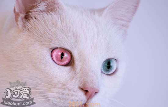 布偶猫养猫攻略 布偶猫养育手册布偶猫吃什么长得好(图3)