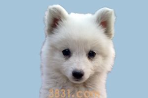 狐狸狗多少钱 狐狸狗多少钱一只(图1)