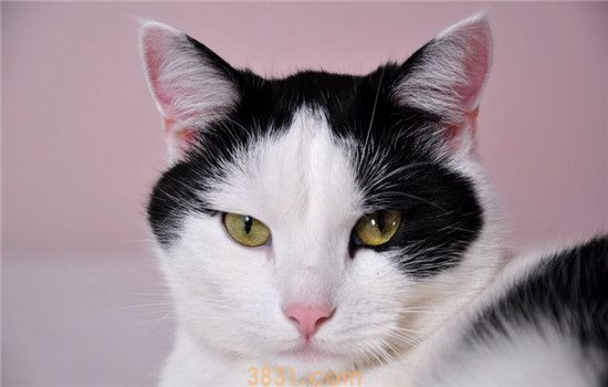 猫记仇该怎么办 如何挽回猫主子的心(图1)