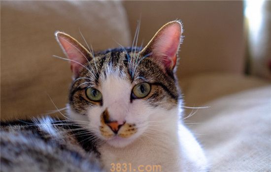 猫记仇该怎么办 如何挽回猫主子的心(图2)