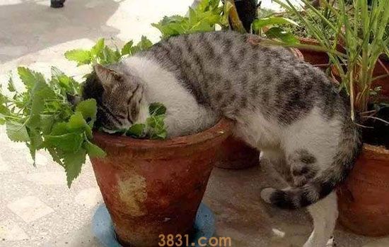 猫喜欢吃什么零食 当然首选猫界毒品猫薄荷(图1)