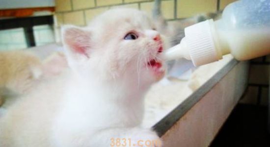 小猫身体发凉有救吗 小猫要注意补充营养和保暖措施!(图1)