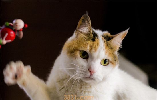 被猫咬了该怎么办 被猫咬了需要去打针吗(图1)