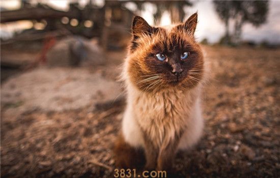 被猫咬了该怎么办 被猫咬了需要去打针吗(图2)