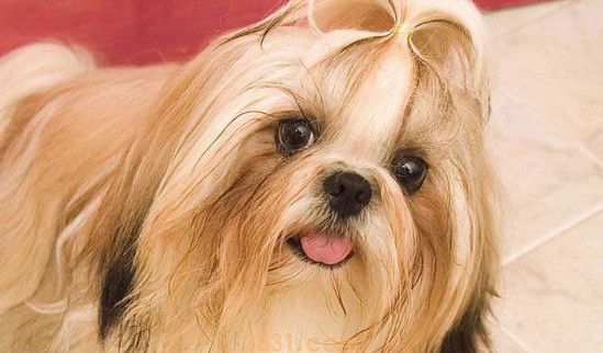 西施犬为什么没人养(图1)