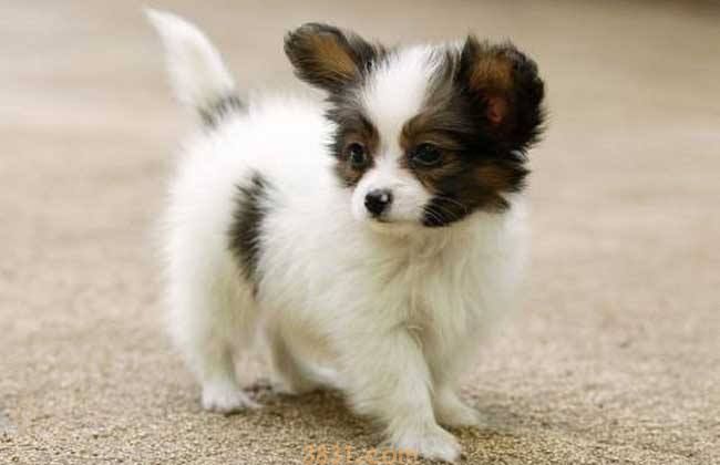 小蝴蝶犬价格 小蝴蝶犬多少钱(图1)