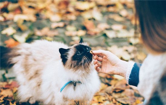 猫抓热是什么病 被猫抓了会得猫抓热吗(图1)