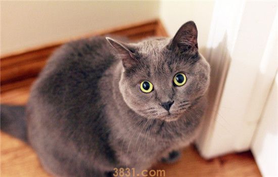 猫抓热是什么病 被猫抓了会得猫抓热吗(图2)