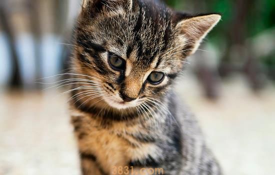 猫抓了要不要打疫苗 被猫抓后的紧急处理措施(图1)